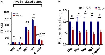 Structural and Lipidomic Alterations of Striatal Myelin in 16p11.2 Deletion Mouse Model of Autism Spectrum Disorder